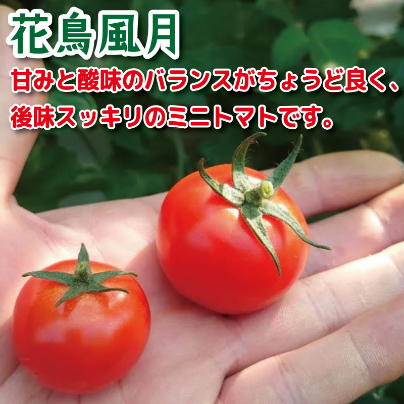 【2026年4月発送】 ミニトマト 2kg 花鳥風月 先行予約 水耕栽培 爽やか 甘い 野菜 やさい 国産 産地直送 数量限定 旬 フレッシュトマト 生野菜 新鮮 ソース 調味料 ケチャップ サラダ 美容 新鮮 健康 お取り寄せ グルメ おすすめ 人気 1万円以下 10000円以下 徳島県 小松島市
