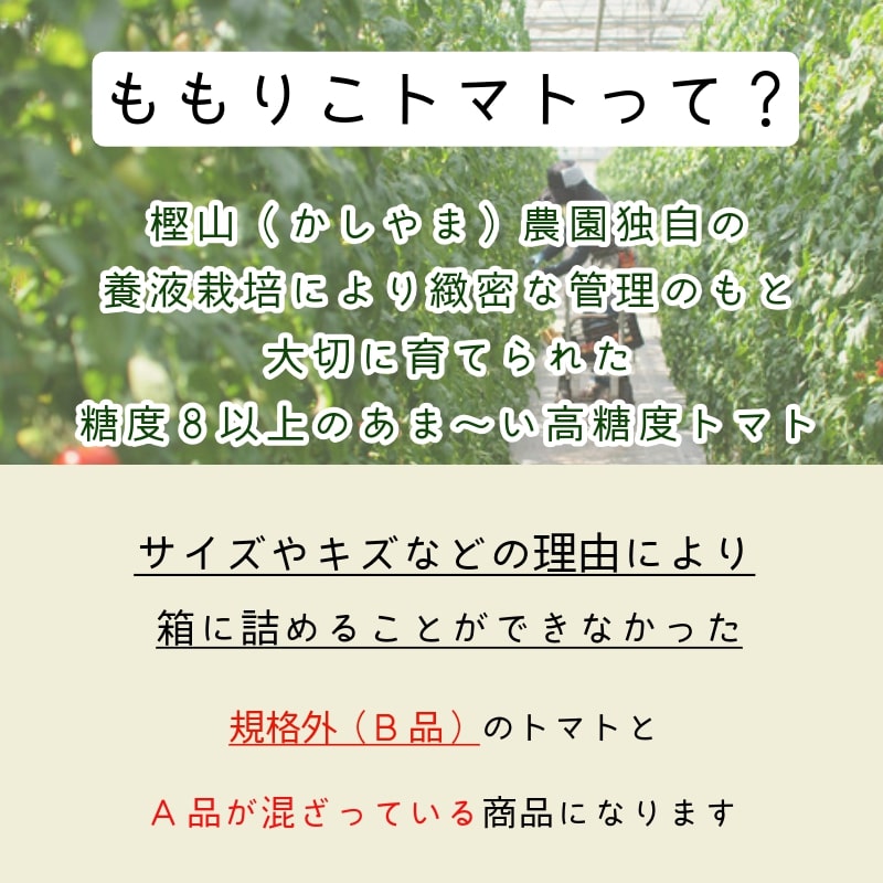 【先行予約】2025年3月発送 ももりこトマト 約2kg(約250g×8パック)　フルーツ トマト 糖度8以上 徳島 甘い 野菜 人気 おすすめ  産地 直送 ふるさと納税 野菜 ヘルシー 健康 小分け パック 