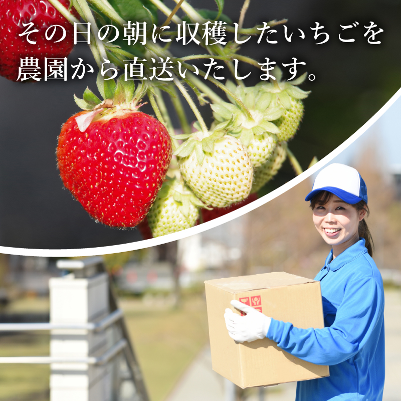 いちご さちのか 約1kg 約200g × 5パック 苺 イチゴ ストロベリー フルーツ 果物 洋菓子 和菓子 スイーツ お菓子 おやつ アイス ケーキ パフェ タルト ゼリー 限定出荷 イチゴ ブランド 大粒 フレッシュ  ベリー 甘い おいしい 朝摘み  送料無料 徳島 小松島 【2026年1月より順次発送】