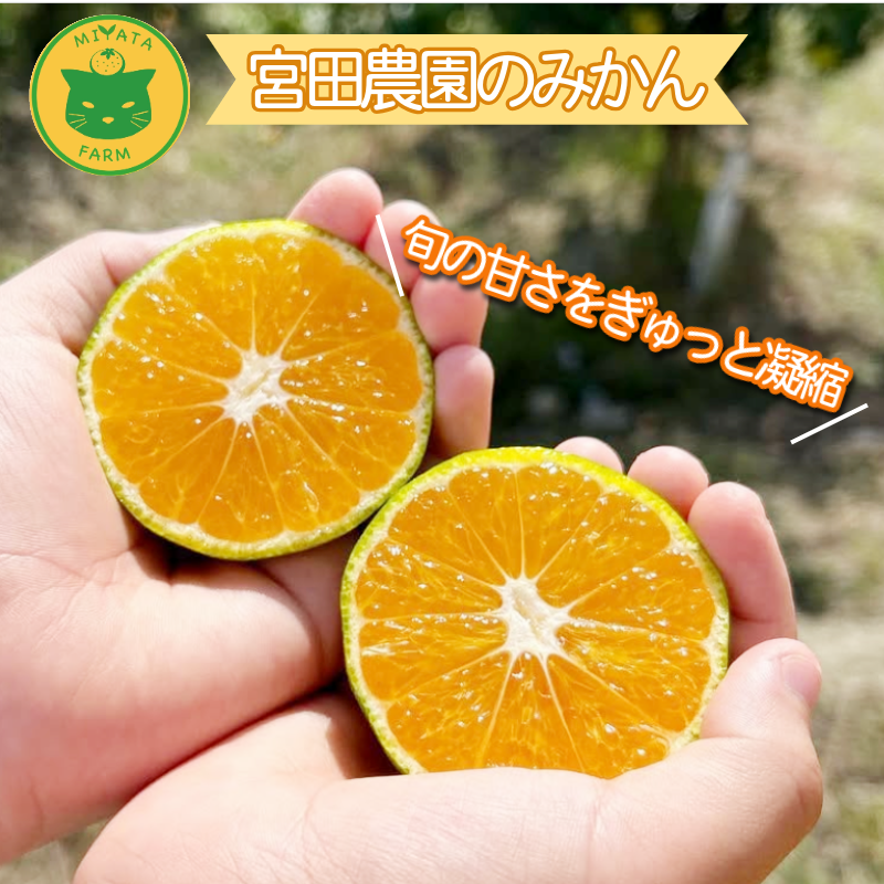 【2025年11月順次発送】 訳あり みかん 温州みかん5kg（5kg+傷み保証250g） ミカン 蜜柑 甘い フルーツ 柑橘 ジュース 小松島市 オススメ 人気 ふるさと納税 5kg 10kg