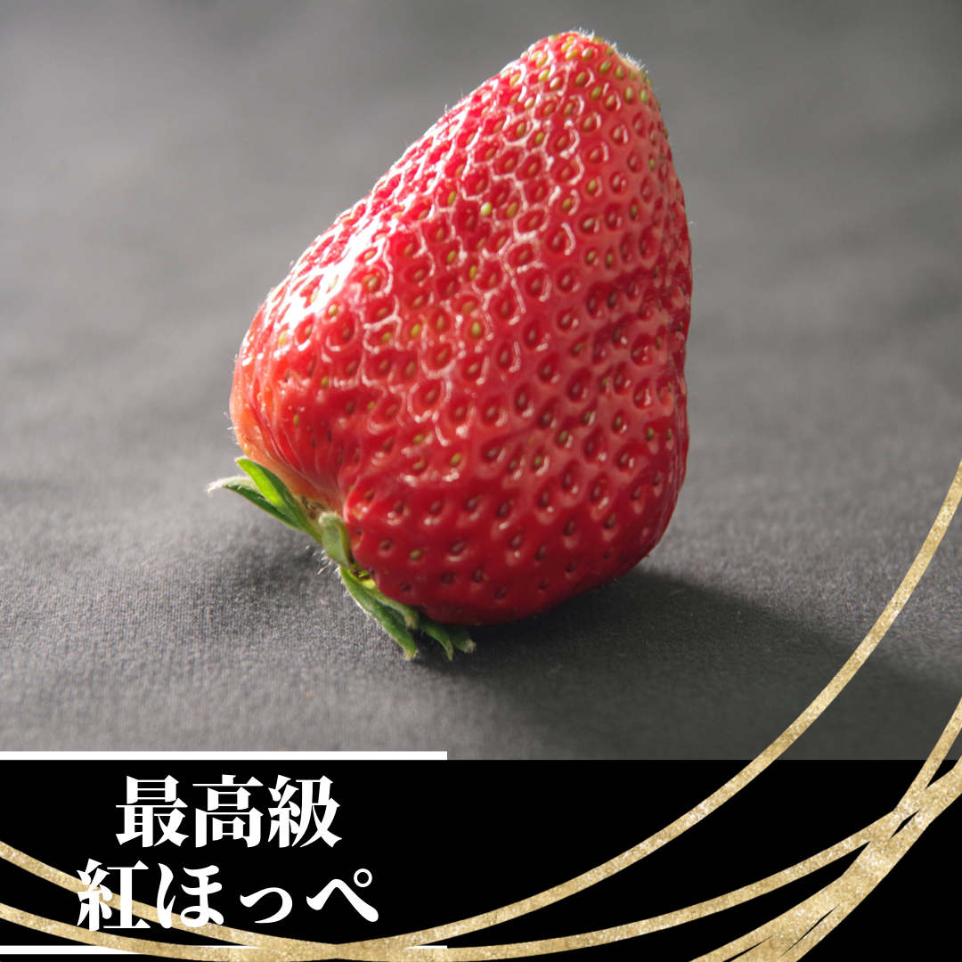 いちご 紅ほっぺ  贈答用 大粒 12～15粒入り 約350g  冷蔵 朝採れ 苺 春 旬 四国 徳島 小松島 期間限定 産地直送 フレッシュ イチゴ フルーツ 果物 国産 ふるさと人気 限定出荷 いちご 苺 イチゴ ブランド 大粒 苺 旬 産地 直送 フレッシュ イチゴ フルーツ 果物 国産 ベリー  人気苺 ふるさと納税苺