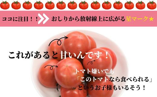 先行予約 定期便 3回 トマト 1kg 珊瑚樹 Sサイズ 糖度 10 甘い トマト フルーツトマト 野菜 やさい 国産 産地直送 旬 新鮮 ソース 調味料 ケチャップ サラダ 美容 健康 お取り寄せ グルメ 贈答 ギフト プレゼント 人気 おすすめ ふるさと納税 冷蔵 送料無料 徳島県 小松島市 有限会社樫山農園 発送：2027年3月上旬～