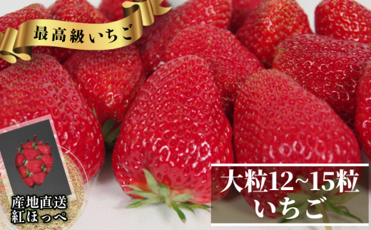 いちご 紅ほっぺ  贈答用 大粒 12～15粒入り 約450g  冷蔵 朝採れ 苺 春 旬 四国 徳島 小松島 期間限定 産地直送 フレッシュ イチゴ フルーツ 果物 国産 ふるさと人気 限定出荷 いちご 苺 イチゴ ブランド 大粒 苺 旬 産地 直送 フレッシュ イチゴ フルーツ 果物 国産 ベリー  人気苺 ふるさと納税苺