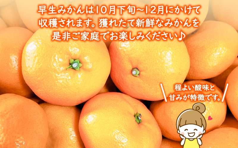 【先行予約】 2024年11月発送 みかん 10kg 秀品 M~L 国産 徳島県 勝浦産 果物 フルーツ 早生 獲れたて 蜜柑 温州 産地直送 数量限定 【北海道・東北・沖縄・離島配送不可】