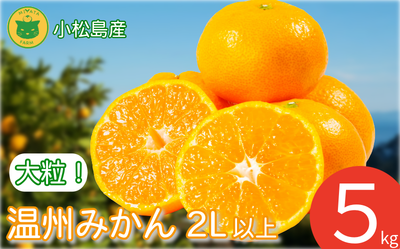 みかん 大玉 温州みかん 5kg 2L以上 みかん 蜜柑 ミカン オレンジ フルーツ ふるーつ 果物 くだもの 小松島市