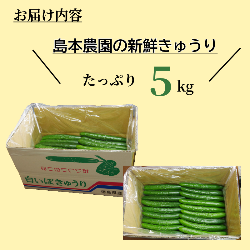 きゅうり 秀品 5㎏以上（54本）新鮮 朝採れ きゅうり 小松島市 野菜 夏野菜 産地直送 5kg 酢の物 胡瓜 キュウリ 送料無料
