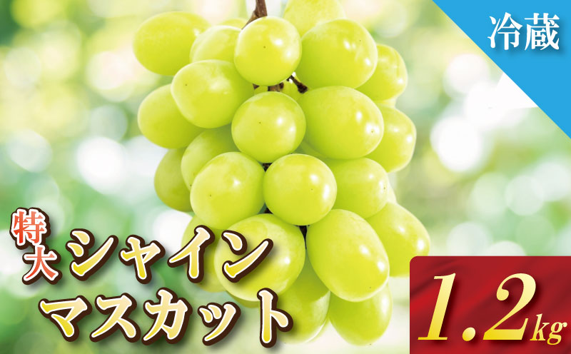 【2026年8月順次発送】 シャインマスカット 約1.2kg 2房 大粒 産地直送 贈答用 ご家庭用 季節限定 ぶどう ブドウ 葡萄 フルーツ 果物 くだもの 四国 徳島 小松島 しゃいんますかっと マスカット 高級 2房 化粧箱入り フルーツ 季節のフルーツ 贈り物 贈答用 贈り物 人気 高級 ギフト 新鮮 おすすめ 甘い 送料無料 ふるさと