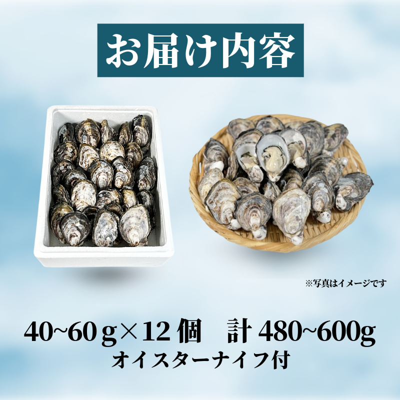 牡蠣 かき カキ 生ガキ 12個 計480g～600g 生食用 殻付きかき 数量限定 オイスター 貝柱 殻付牡蠣 生牡蠣 蒸し焼き 焼き牡蠣 カンカン焼き 加熱用牡蠣 海鮮 海の幸 魚介類 魚貝類 殻付き牡蠣 カキフライ 蒸しガキ キャンプ アウトドア 焼くだけ牡蠣 簡単調理 オイスターナイフ付き 和田島岬オイスター