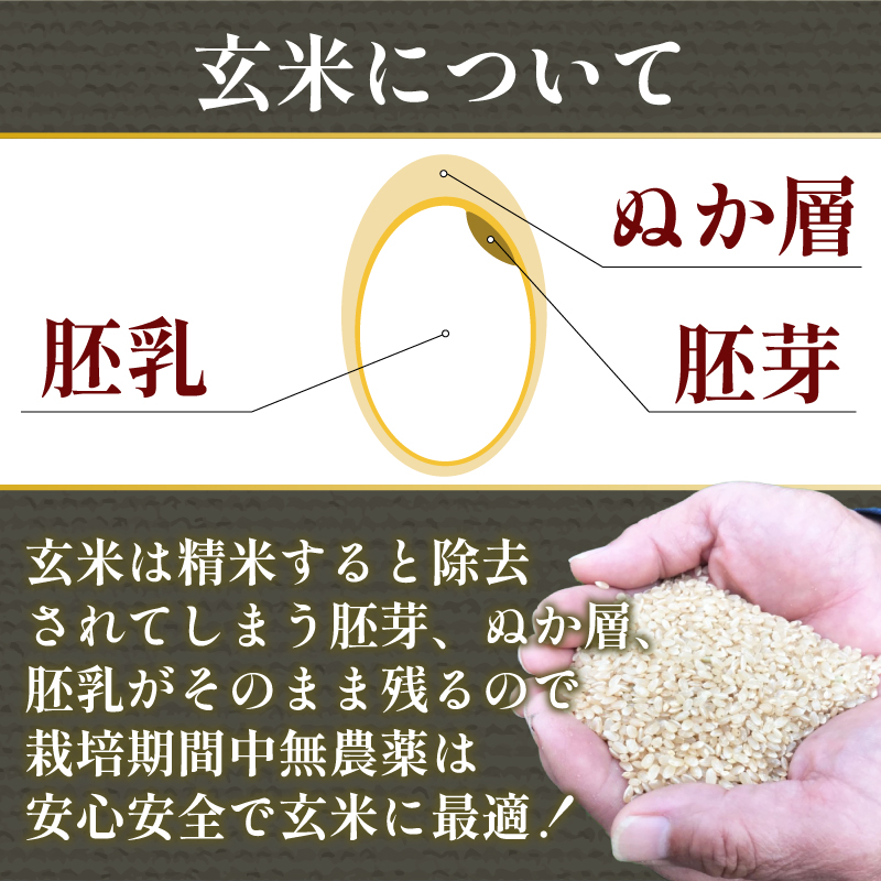 【2024年9月より順次発送】令和6年産 新米 玄米 コシヒカリ 5kg 栽培期間中無農薬 ふるさと納税 新生活 四国 徳島 小松島 新生活 おいしい お米 米 こめ おこめ 国産 ごはん ご飯 ゴハン ふるさと ランキング 人気 安全 安心 ビタミン ミネラル 栄養 おすすめ おいしい 送料無料 国産 TKG 卵かけご飯 おにぎり いのち育む田んぼ米 生物多様性 【北海道・東北・沖縄・離島への発送不可】