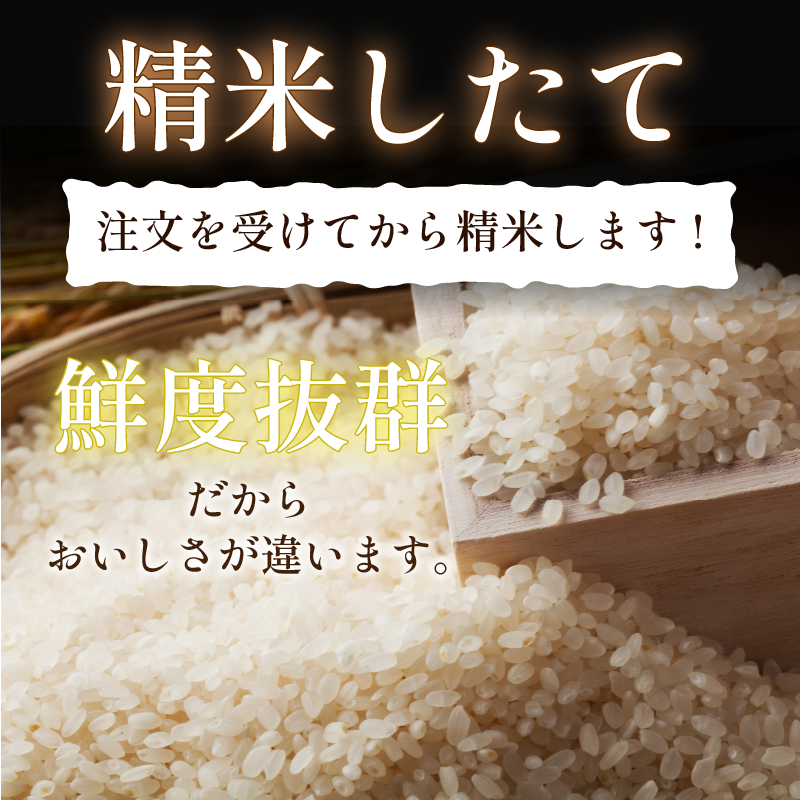 こしひかり 5kg 白米 令和7年産 潮風米 ご飯 おにぎり ごはん お弁当 ギフト 贈答 プレゼント お取り寄せ グルメ 保存 防災 備蓄 送料無料 徳島 小松島