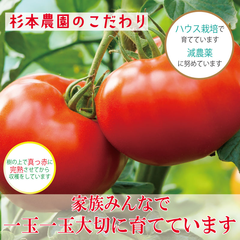 【訳あり】 【2026年12月発送】 トマト 3kg 桃太郎 先行予約  甘い 野菜 やさい 国産 産地直送 数量限定 旬 桃太郎トマト 生野菜 新鮮 ソース 調味料 ケチャップ サラダ 美容 新鮮 健康 お取り寄せ グルメ おすすめ 人気 徳島県 小松島市