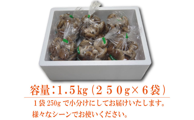しいたけ 生 1.5kg 250g×6袋 徳島県産 国産 きのこ 茸 菌床椎茸 菌床栽培 菌糸 椎茸 生しいたけ 野菜 産地直送 ビタミンD 食物繊維 グアニル酸 低カロリー 健康 ダイエット 美容 出汁 鍋 煮物 味噌汁 うどん 徳島 小松島
