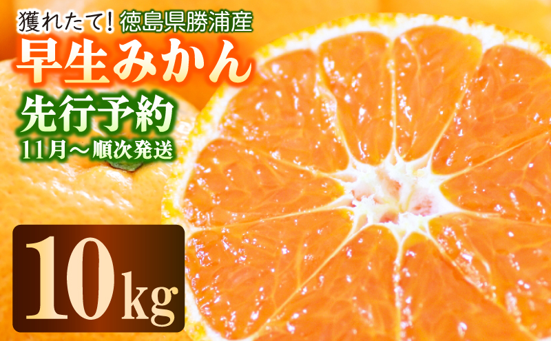 【先行予約】 2024年11月発送 みかん 10kg 秀品 M~L 国産 徳島県 勝浦産 果物 フルーツ 早生 獲れたて 蜜柑 温州 産地直送 数量限定 【北海道・東北・沖縄・離島配送不可】