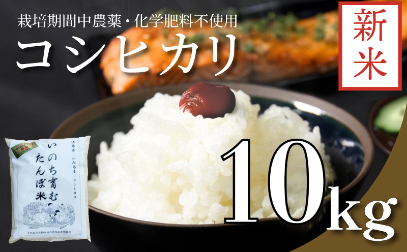 【2024年9月より順次発送】 令和6年産 新米 白米 コシヒカリ 10kg (5kg×2) 栽培期間中無農薬 四国 徳島 小松島 米 精米したて ふるさと納税 新生活 おいしい kome お米 こめ おこめ こしひかり 精米 国産 ごはん ご飯 白飯 ゴハン ふるさと 安心 安全 人気 おすすめ 送料無料 国産 TKG 卵かけご飯 おにぎり いのち育む田んぼ米 生物多様性