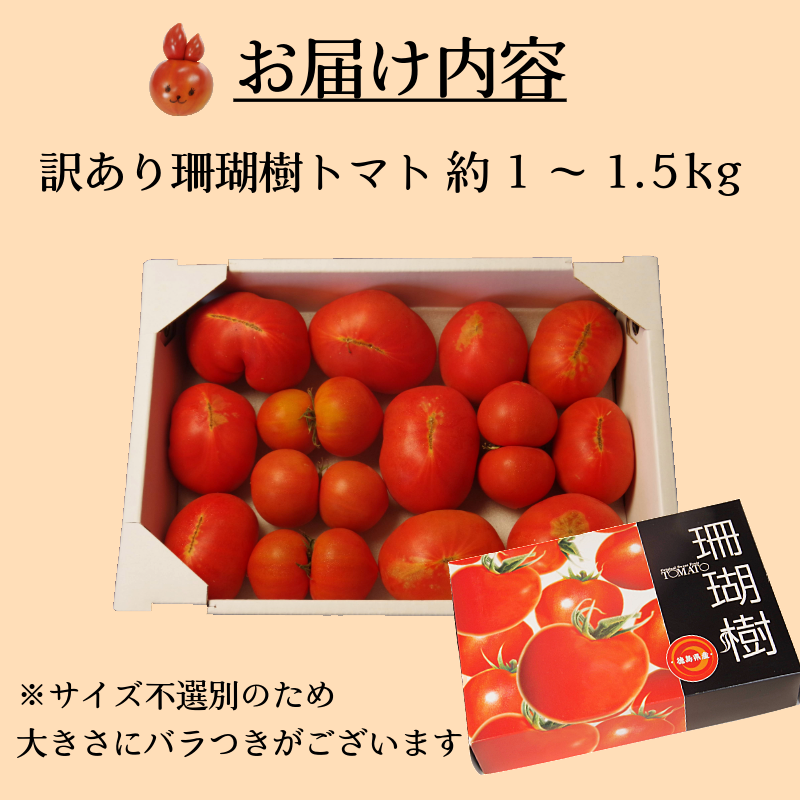 【2026年先行予約】 訳あり 珊瑚樹トマト約1.5kg 2026年4月発送 甘い トマト フルーツトマト 野菜 やさい 国産 産地直送 旬 新鮮 ソース 調味料 ケチャップ サラダ 美容 健康 お取り寄せ グルメ 贈答 ギフト プレゼント 人気 おすすめ ふるさと納税 冷蔵 
