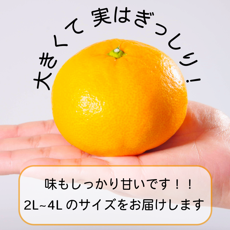 ã2026幎12æçºéãã¿ãã å€§ç æž©å·ã¿ãã 10kg 2L~4Lãµã€ãº ã¿ãã èæ ãã«ã³ ãªã¬ã³ãž ãã«ãŒã ãµããŒã€ æç© ãã ãã® å°æŸå³¶åž