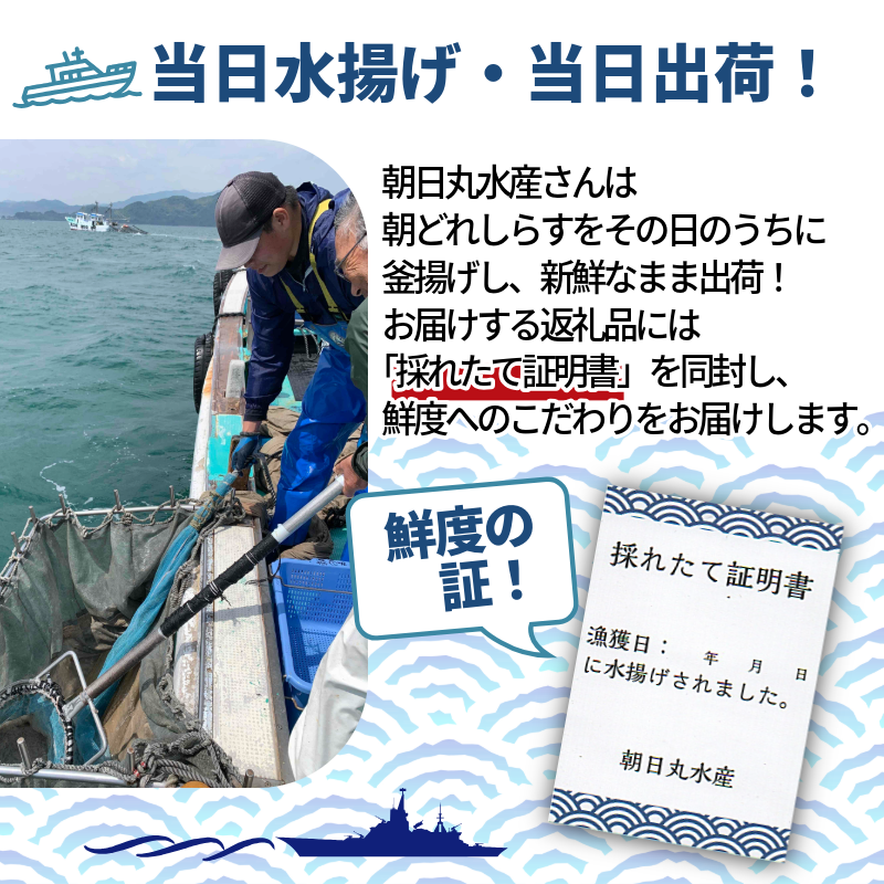 【5月から12月中旬まで発送】 釜揚げ しらす 500g 国産 徳島県産 和田島産 とれたて 新鮮 産地直送 冷蔵 発送 小分け 250g 2袋 セット 和田島しらす ちりめん 魚介類 魚 小魚