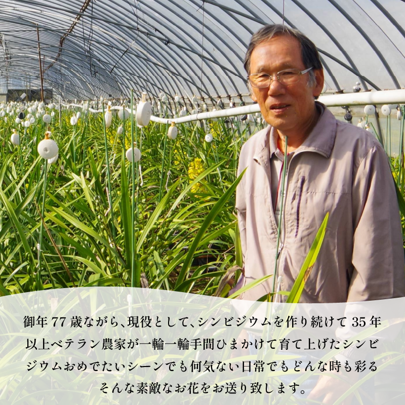 シンビジウム 8～10本 生花 お花 花 シンビジューム 秀品 