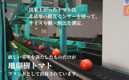 【2025年先行予約】珊瑚樹トマト　S特選 約1kg【糖度10度以上】※2025年春発送＜4月発送＞