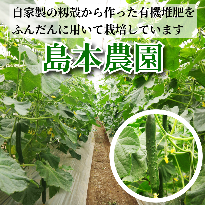 きゅうり 秀品 5㎏以上（54本）新鮮 朝採れ きゅうり 小松島市 野菜 夏野菜 産地直送 5kg 酢の物 胡瓜 キュウリ 送料無料