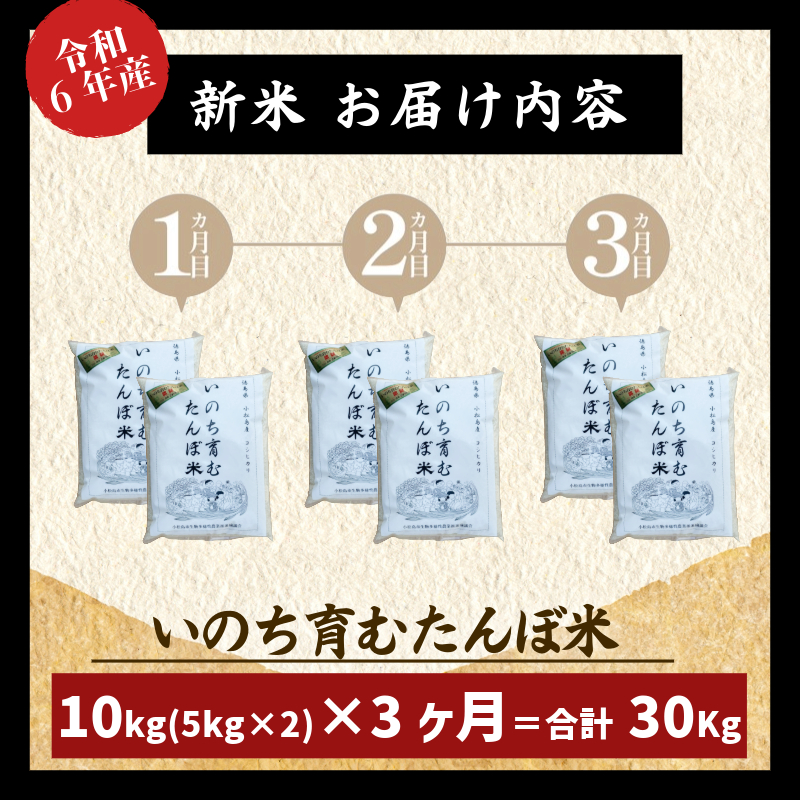 【定期便3回】 玄米 コシヒカリ 計30kg 10kg×3回 定期便 栽培期間中無農薬 ｜ 徳島県 ふるさと納税 新生活 四国 徳島 小松島 新生活 おいしい お米 米 こめ おこめ 国産 限定 ごはん ご飯 ゴハン ふるさと ランキング 人気 安全 安心 栄養 おすすめ 送料無料 国産 TKG 卵かけご飯 おにぎり おむすび いのち育む田んぼ米 生物多様性 【北海道･沖縄･離島への配送不可】