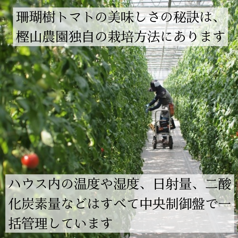 【2026年先行予約】 訳あり 珊瑚樹トマト約1.5kg 2026年4月発送 甘い トマト フルーツトマト 野菜 やさい 国産 産地直送 旬 新鮮 ソース 調味料 ケチャップ サラダ 美容 健康 お取り寄せ グルメ 贈答 ギフト プレゼント 人気 おすすめ ふるさと納税 冷蔵 