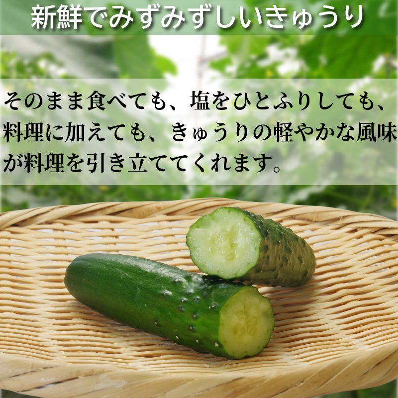 きゅうり 秀品 5㎏以上（54本）新鮮 朝採れ きゅうり 小松島市 野菜 夏野菜 産地直送 5kg 酢の物 胡瓜 キュウリ 送料無料