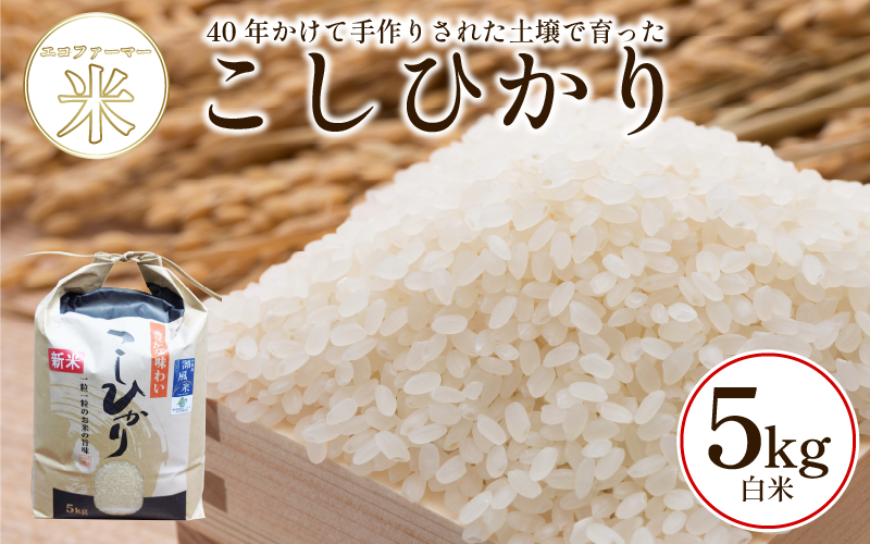 こしひかり 5kg 白米 令和7年産 潮風米 ご飯 おにぎり ごはん お弁当 ギフト 贈答 プレゼント お取り寄せ グルメ 保存 防災 備蓄 送料無料 徳島 小松島