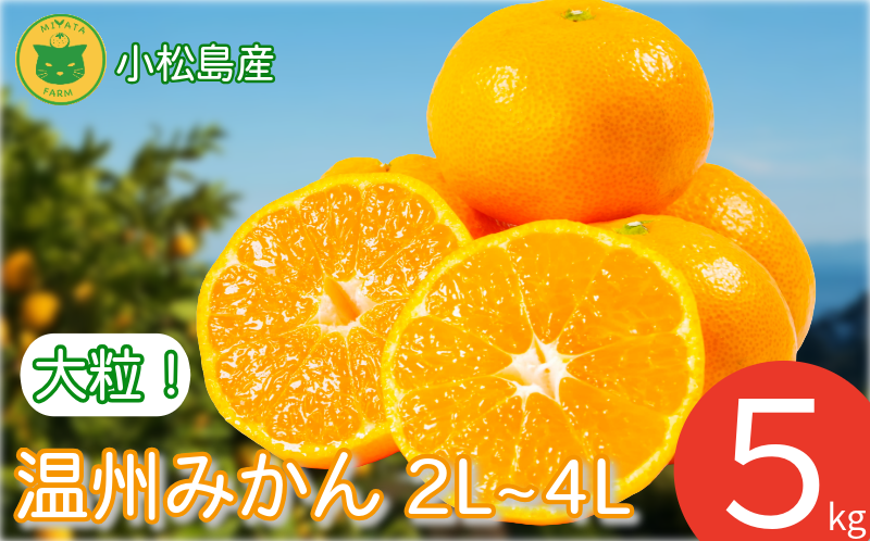 【2026年11月発送】みかん 大玉 温州みかん 5kg 2L~4Lサイズ みかん 蜜柑 ミカン オレンジ フルーツ ふるーつ 果物 くだもの 小松島市