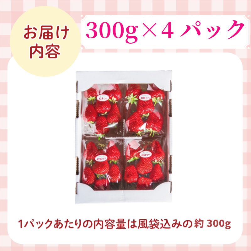 【先行予約】 【2025年1月より順次発送】いちご 紅ほっぺ 約1.2kg ( 約300g × 4パック ) 冷蔵 朝採れ 苺 春 旬 四国 徳島 小松島 期間限定 産地直送 フレッシュ イチゴ フルーツ 果物 国産 ふるさと人気 限定出荷 いちご 苺 イチゴ ブランド 大粒 苺 旬 産地 直送 フレッシュ イチゴ フルーツ 果物 国産 ベリー 人気苺 ふるさと納税苺 ふるさと苺