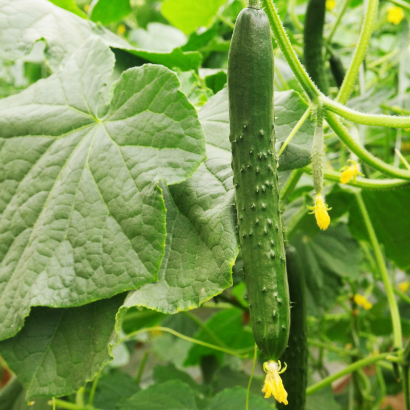 きゅうり 秀品 5㎏以上（54本）新鮮 朝採れ きゅうり 小松島市 野菜 夏野菜 産地直送 5kg 酢の物 胡瓜 キュウリ 送料無料