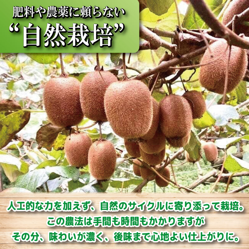 キウイ フルーツ 2.5kg キウイ 国産 フルーツ 果物 自然栽培 無農薬 ヨーグルト ジュース サラダ ビタミン 食物繊維 ダイエット 減量 美容 健康志向 お取り寄せ みその農園 徳島県 小松島市