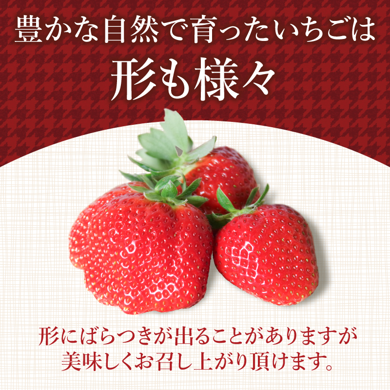 【先行予約】 【2025年1月より順次発送】 いちご 朝摘み 冷蔵 計1.6kg 200g (8パック) 苺 さちのか イチゴ 四国 徳島 小松島 産地直送 期間限定 フレッシュ イチゴ フルーツ 果物 国産 ふるさと人気 限定出荷 いちご 苺 イチゴ ブランド 大粒 苺 旬 産地 直送 フレッシュ イチゴ フルーツ 果物 国産 ベリー 人気苺 ふるさと納税苺 ふるさと苺 おいしい 【送料無料】