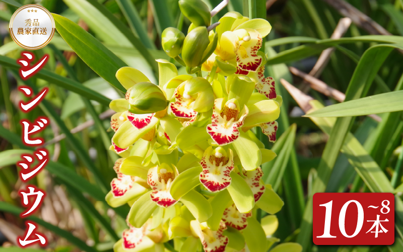 シンビジウム 8～10本 生花 お花 花 シンビジューム 秀品 