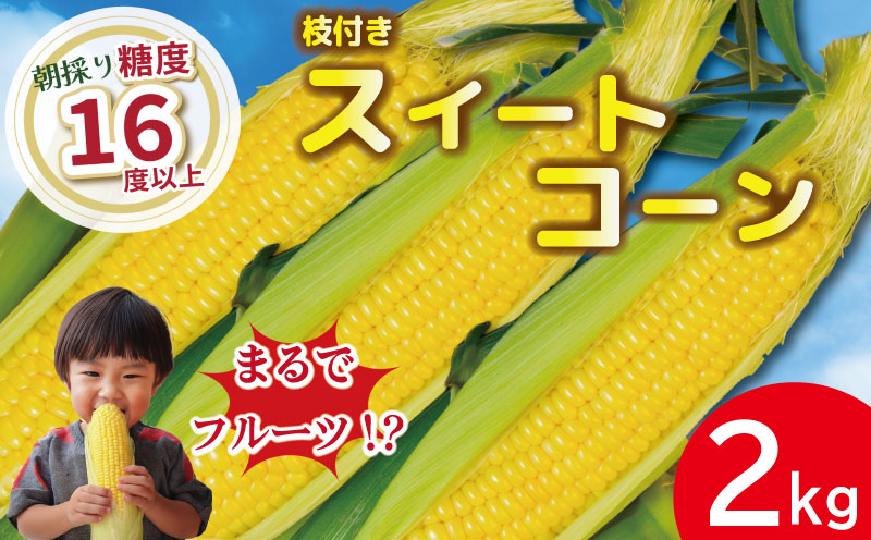 [先行予約] とうもろこし スイートコーン 2kg 2026年4月より順次発送 朝採れ 採れたて 糖度 16度以上 ゴールドラッシュ ネオ 野菜 甘い コーン 産地直送 桃 ぶどう メロン に並ぶ 甘さ 朝採れ 糖度 生 野菜 スイートコーン 産地直送 バーベキュー BBQ コーン 旬