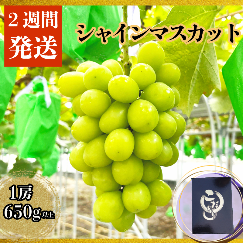 [2週間発送] シャインマスカット 約650g 1房 産地直送 季節限定 ぶどう ブドウ 葡萄 フルーツ 果物 くだもの 四国 徳島 小松島 しゃいんますかっと マスカット 高級シャインマスカット 化粧箱入り 8月 9月 10月 11月 発送 フルーツ先行予約 季節のフルーツ 贈り物 贈答用 贈り物 人気 高級 ギフト 予約 新鮮 おすすめ 甘い 送料無料 甘いシャインマスカット 高級シャインマスカット 特大シャインマスカット