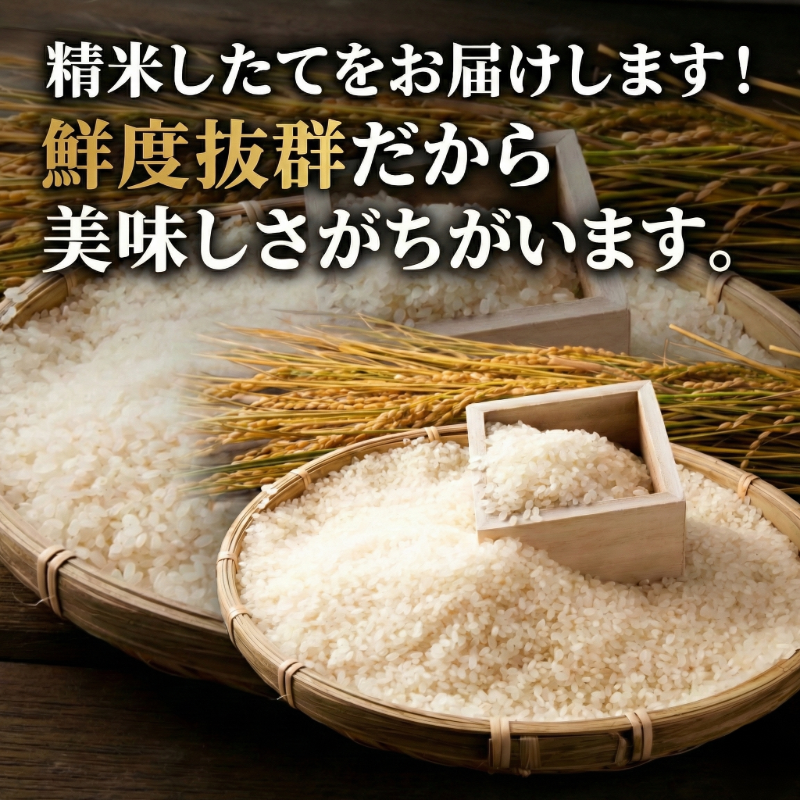 ãé
éææãéžã¹ããç±³ ã³ã·ãã«ãª 10kg å°æŸå³¶åž 什å7å¹Žç£ ç²Ÿç±³ çœç±³ ãç±³