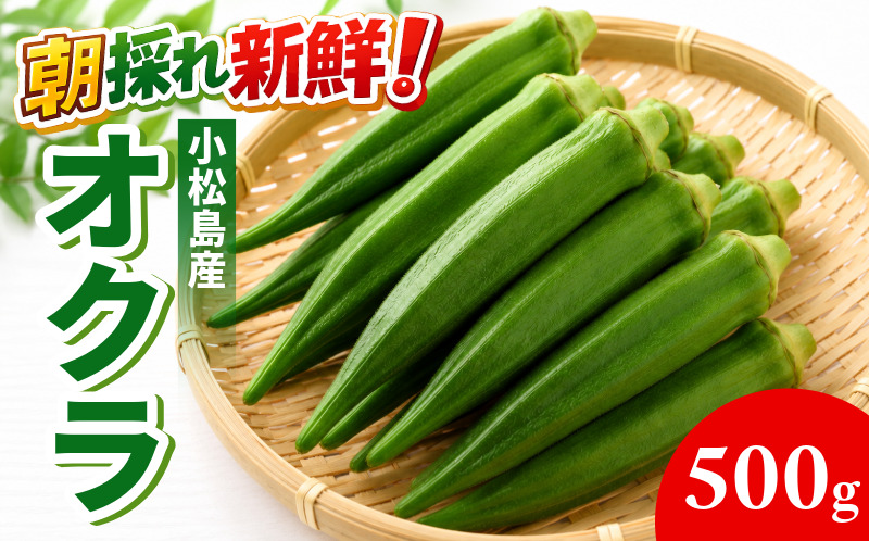 【6月下旬から発送】オクラ 500g 新鮮 朝採れ 選べる 容量 おくら 朝どれ 野菜 夏 夏野菜 旬 サラダ 冷蔵 農地直送 国産 小松島市