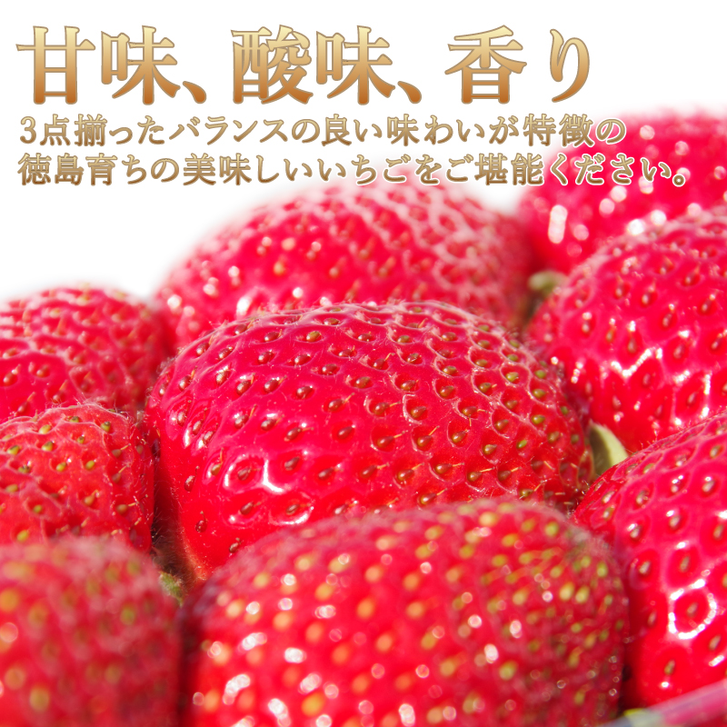 【先行予約】 【2025年1月より順次発送】 いちご 朝摘み 冷蔵 計1.6kg 200g (8パック) 苺 さちのか イチゴ 四国 徳島 小松島 産地直送 期間限定 フレッシュ イチゴ フルーツ 果物 国産 ふるさと人気 限定出荷 いちご 苺 イチゴ ブランド 大粒 苺 旬 産地 直送 フレッシュ イチゴ フルーツ 果物 国産 ベリー 人気苺 ふるさと納税苺 ふるさと苺 おいしい 【送料無料】