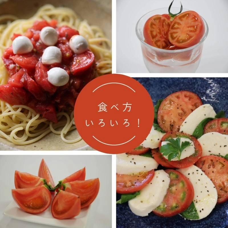 【2026年先行予約】 訳あり 珊瑚樹トマト約1.5kg 2026年4月発送 甘い トマト フルーツトマト 野菜 やさい 国産 産地直送 旬 新鮮 ソース 調味料 ケチャップ サラダ 美容 健康 お取り寄せ グルメ 贈答 ギフト プレゼント 人気 おすすめ ふるさと納税 冷蔵 