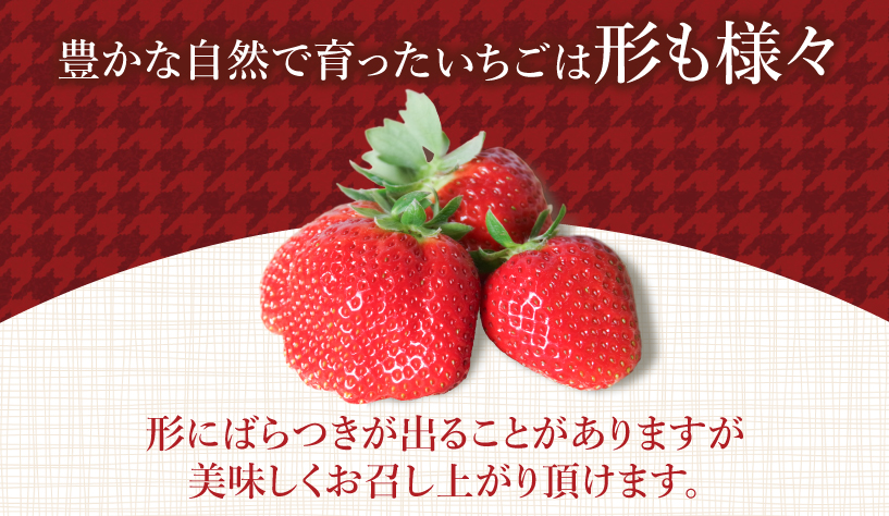 4月発送】 新鮮 朝採れ いちご さちのか 計1.6kg 200g (8パック) 苺 朝