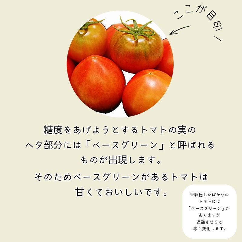 【先行予約】2025年1月発送 ももりこトマト 約2kg(約250g×8パック)　フルーツ トマト 糖度8以上 徳島 甘い 野菜 人気 おすすめ  産地 直送 ふるさと納税 野菜 ヘルシー 健康 小分け パック 