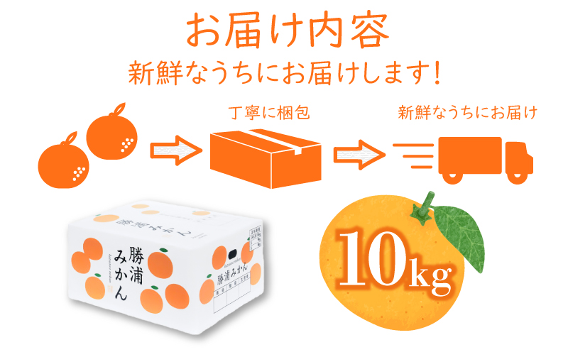 【先行予約】 2024年11月発送 みかん 10kg 秀品 M~L 国産 徳島県 勝浦産 果物 フルーツ 早生 獲れたて 蜜柑 温州 産地直送 数量限定 【北海道・東北・沖縄・離島配送不可】