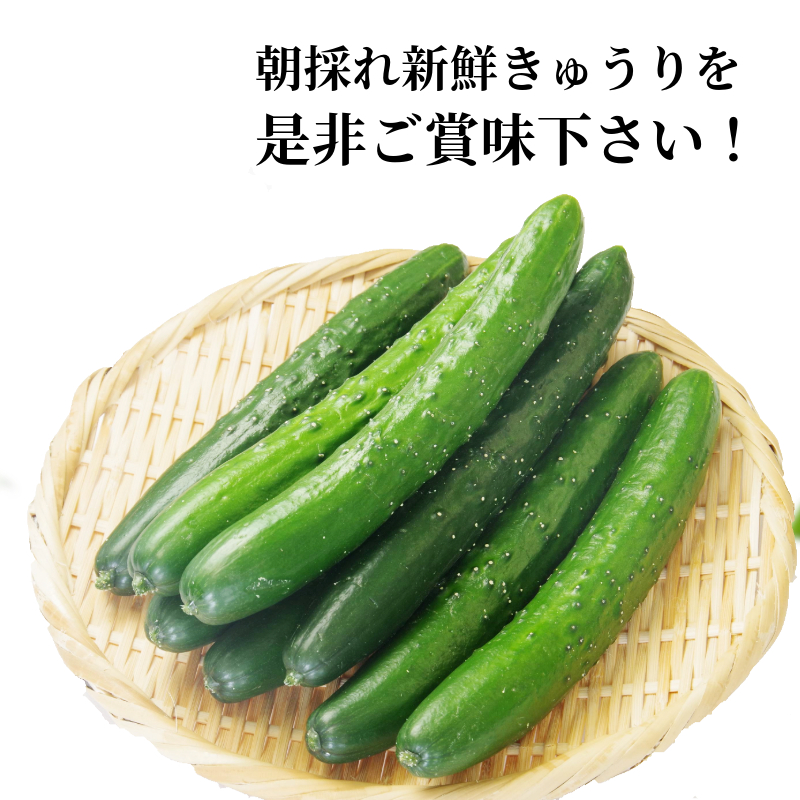 きゅうり 秀品 5㎏以上（54本）新鮮 朝採れ きゅうり 小松島市 野菜 夏野菜 産地直送 5kg 酢の物 胡瓜 キュウリ 送料無料