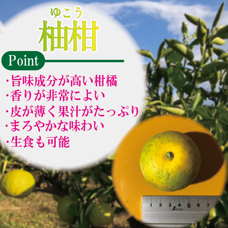 å®çæéŠ ããã 1.5kg ææ© ææ ãã ãã ã¡ ã¿ãã æå ãŠãº ãã€ã〠é
¢ ãé
¢ 寿åžé
¢ æå®é
¢ ææ± ãé
é
ããŒã« ããŒã« ä»ãåã äººæ° å¥åº· çŸå®¹ yukou