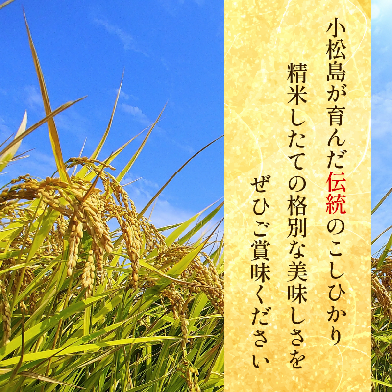 こしひかり 5kg 白米 令和7年産 潮風米 ご飯 おにぎり ごはん お弁当 ギフト 贈答 プレゼント お取り寄せ グルメ 保存 防災 備蓄 送料無料 徳島 小松島