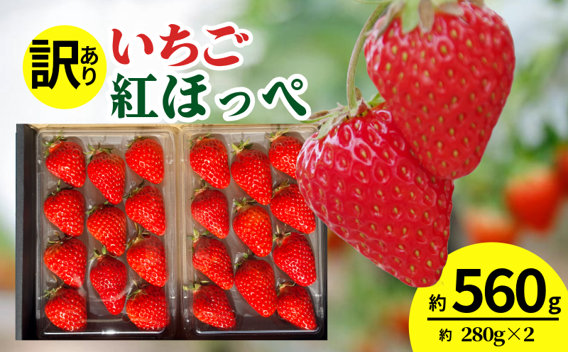 【訳あり】 いちご 紅ほっぺ 大粒 560g以上 ( 約280g × 2パック ) 2週間発送 苺 ストロベリー べにほっぺ 果物 フルーツ ベリー デザート スイーツ おやつ ケーキ ゼリー ジュース ジャム アイス シャーベット スムージー ヨーグルト クレープ タルト チョコ 大福 フルーツサンド ギフト プレゼント 朝摘み 贈答 お取り寄せ グルメ 冷蔵 送料無料 徳島 小松島 