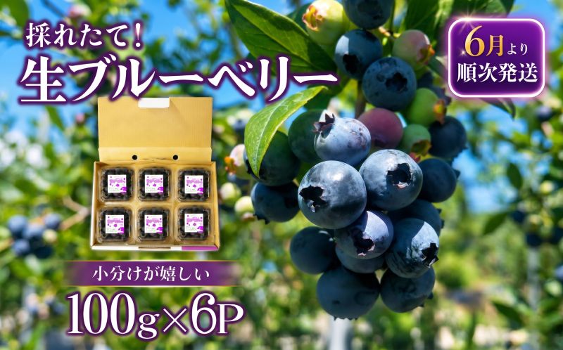 【2週間配送】ブルーベリー 600g（100×6パック） 採れたて 生ブルーベリー 手摘み 大粒 ぶるーべりー 600g 産地直送 フルーツ 果物 人気 徳島県 小松島市