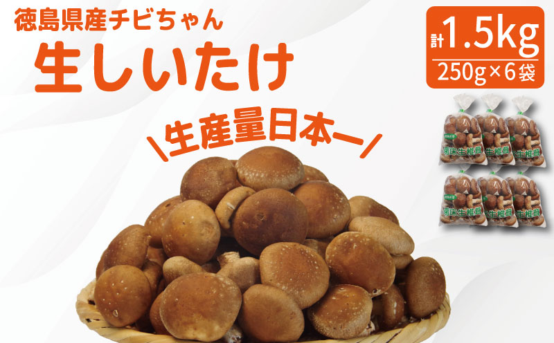 しいたけ 生 1.5kg 250g×6袋 徳島県産 国産 きのこ 茸 菌床椎茸 菌床栽培 菌糸 椎茸 生しいたけ 野菜 産地直送 ビタミンD 食物繊維 グアニル酸 低カロリー 健康 ダイエット 美容 出汁 鍋 煮物 味噌汁 うどん 徳島 小松島