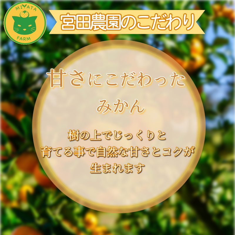 温州みかんと柑橘おまけセット 5kg 2025年10月順次発送 みかん ミカン 蜜柑 甘い フルーツ 柑橘 ジュース ゆず レモン 小松島市